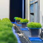 One of KeyGene's high throughput phenotyping facilities in the research greenhouse in Wageningen, the Netherlands  