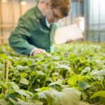 Doing observations in the greenhouse