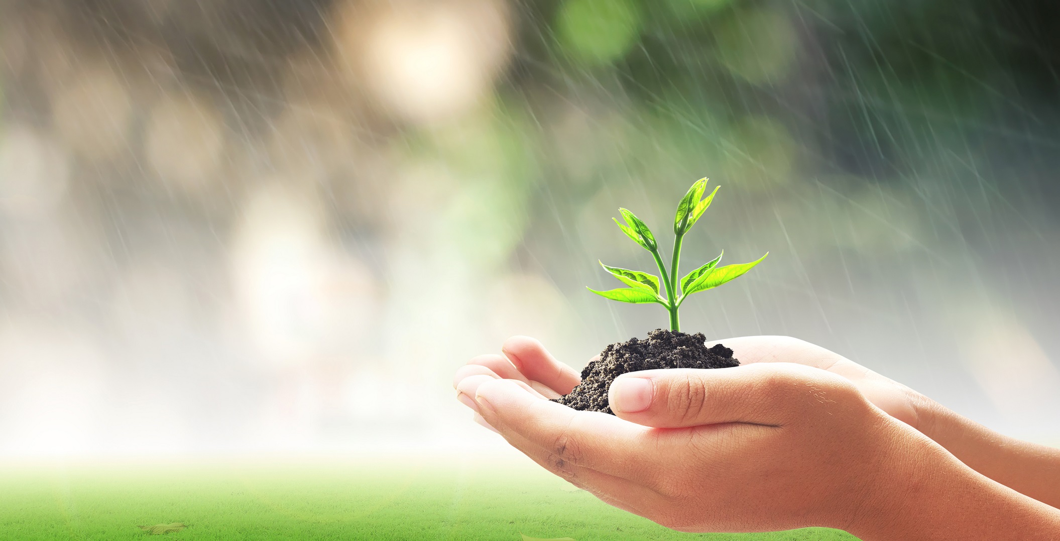 Palm of two hands gently holding a seedling standing in a bit of soil