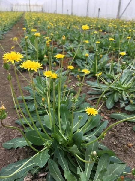 Flowering rubber dandelion plants in a tunnel greenhouse, for seed production