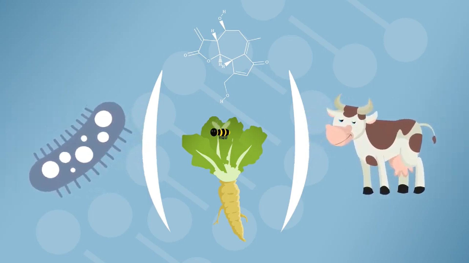 Drawing made for the EU finance CHIC research: bacterium, chicory plant, sesquiterpene molecule, insect and cow