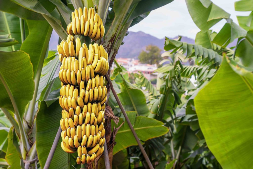 KeyGene First Report of Panama disease in Cavendish bananas caused by