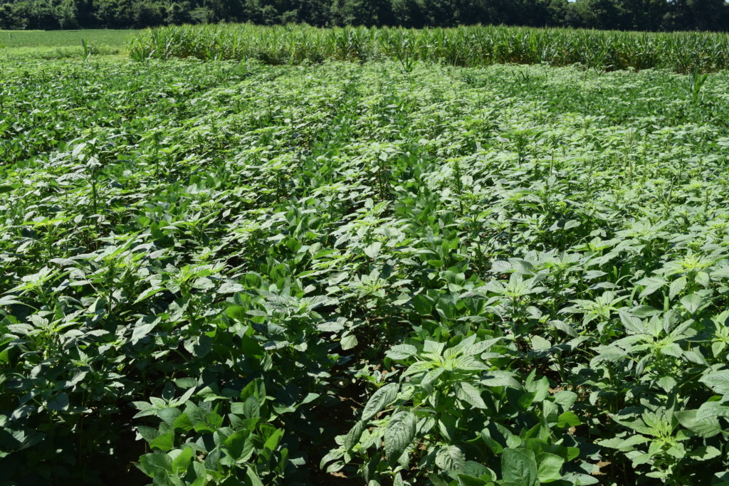 Amaranthus weed plants totally covering the crop below it