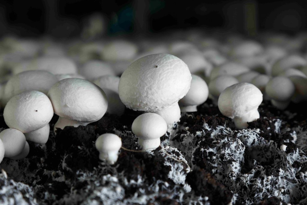 Button mushrooms (champignons) emerging from a bed of substrate