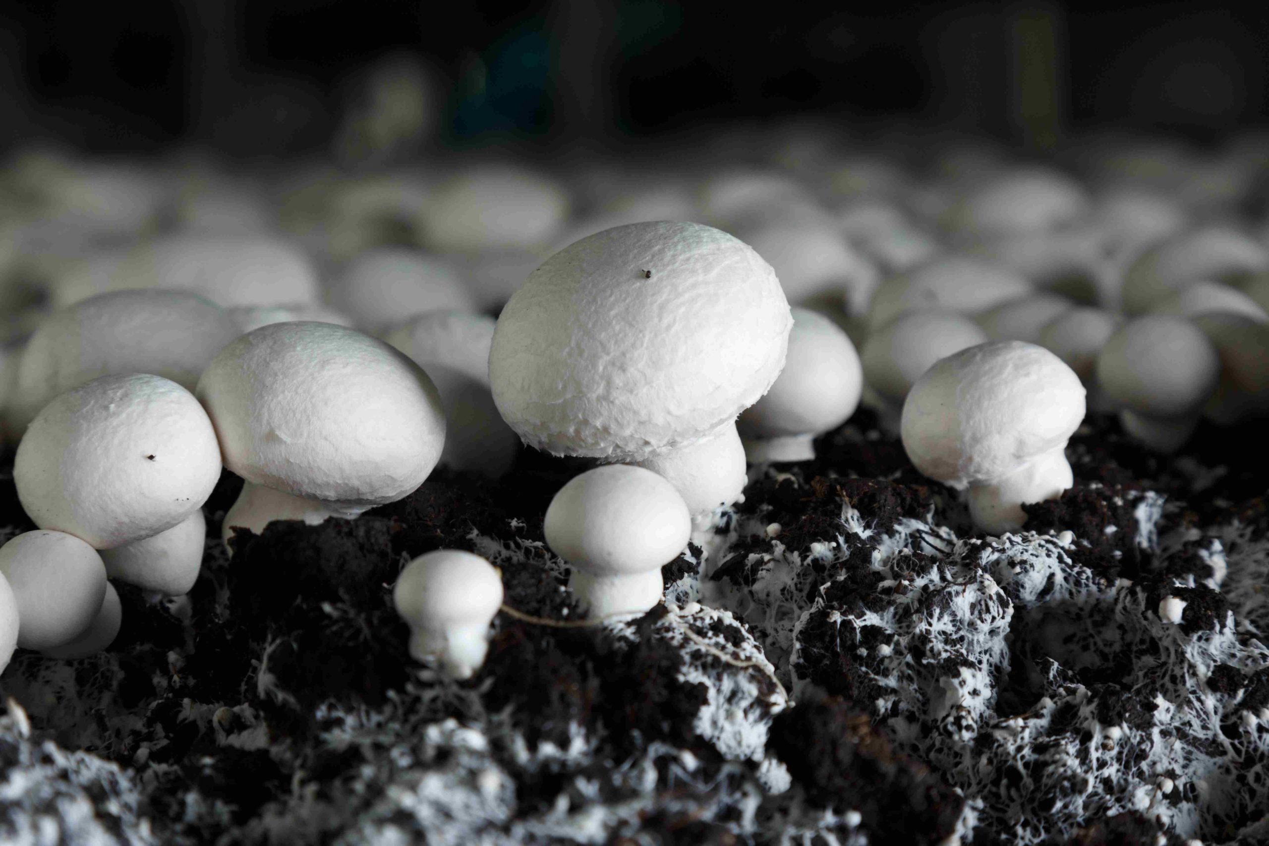 KeyGene Better Understanding Of Button Mushroom DNA Published, To ...