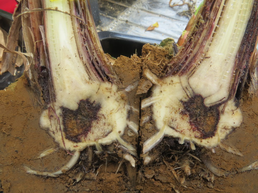 Banana plant infected by fusarium TR4, causing fusarium wilt