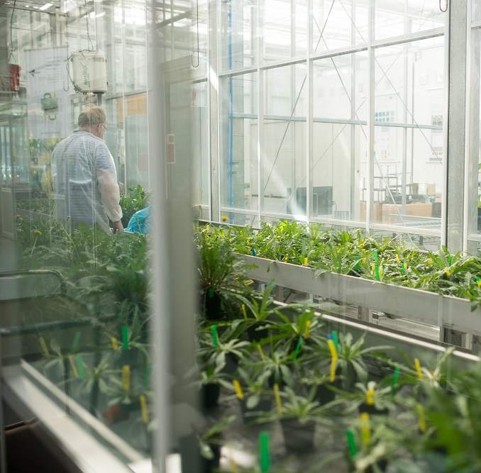 Dandelion plants in KeyGene's research greenhouse in Wageningen, the Netherlands