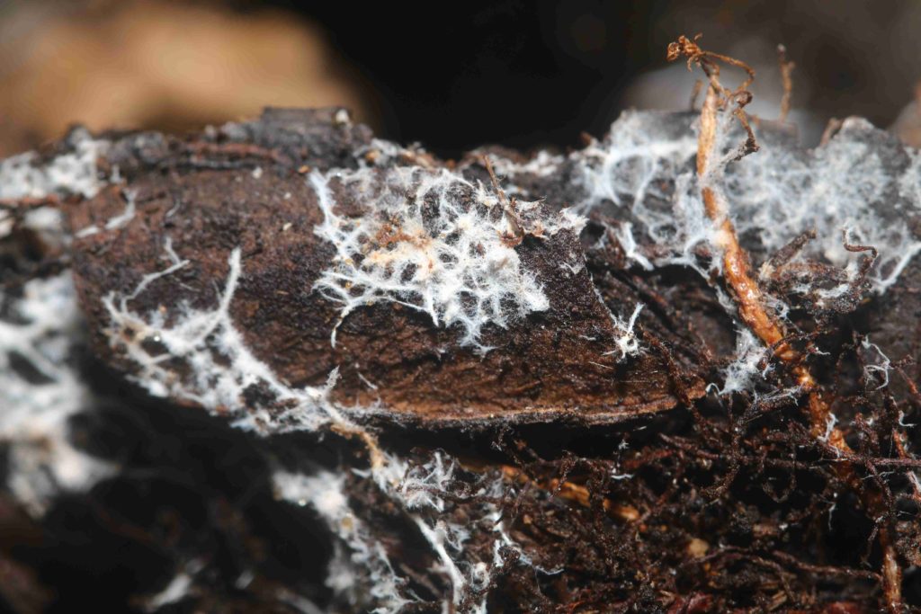 white mycelium of mycorrhizae and other fungi growing on dark soil with organic matter