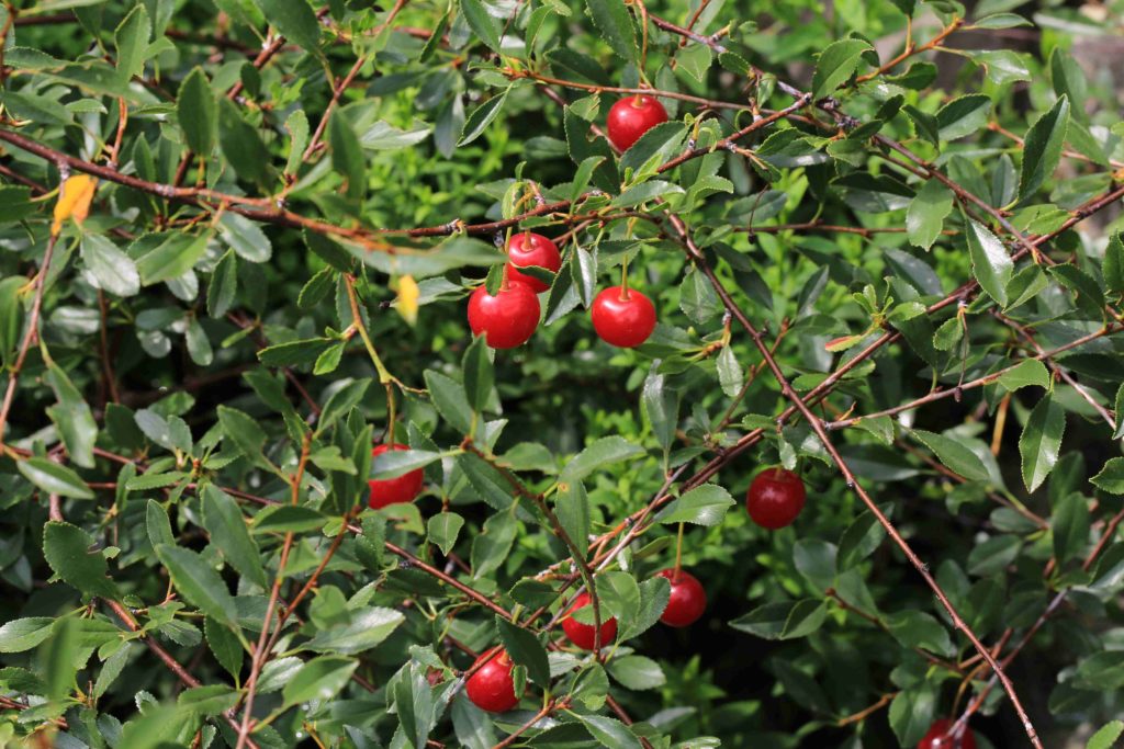 Brightly red Sour cherries hanging in a tree