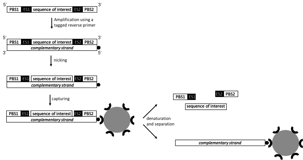 KeyGene Accurately amplifying mixtures of probes - KeyGene