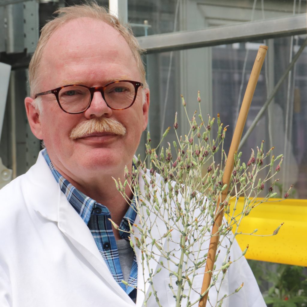 Peter van Dijk, KeyGene, holding a lettuce plant in a research green house of KeyGene in Wageningen