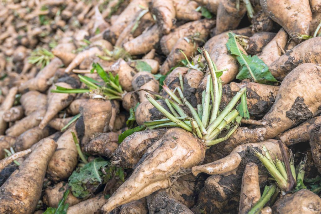 A pile of chicory tap roots, freshly harvested, landscape picture