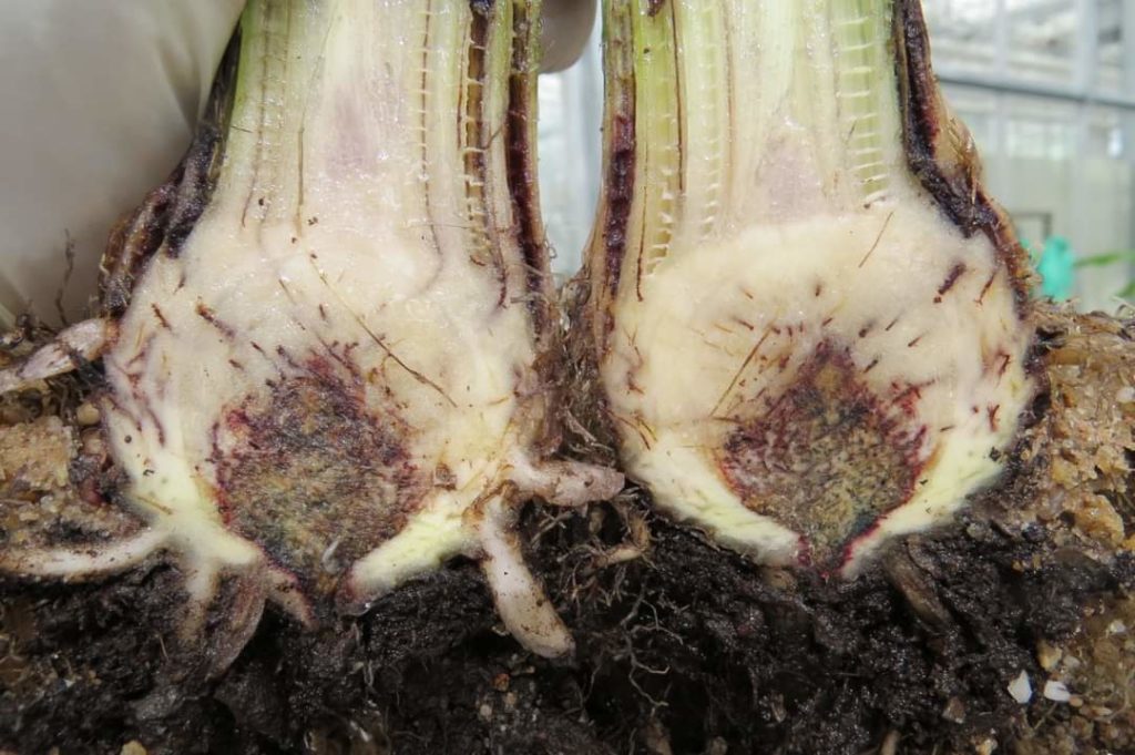 (spliced) Banana plant infected by fusarium TR4