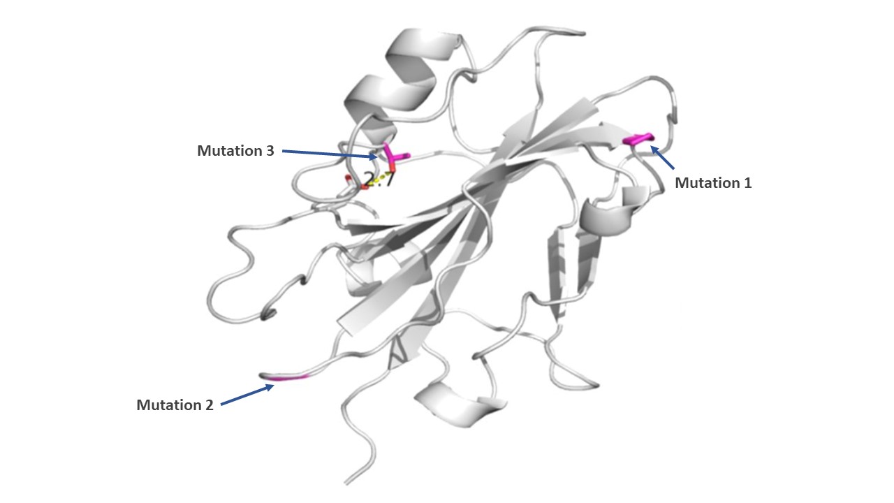 3D representation of the rice protein studied, showing the three sites in which mutations were studied