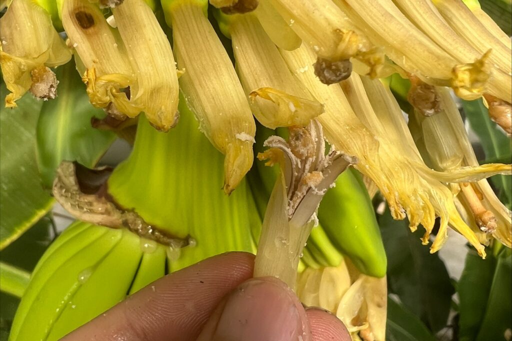 Hand-pollinating of banana flowers: fingers holding a male flower with pollen, rubbing the male flower of one plant against female flowers of another plant.