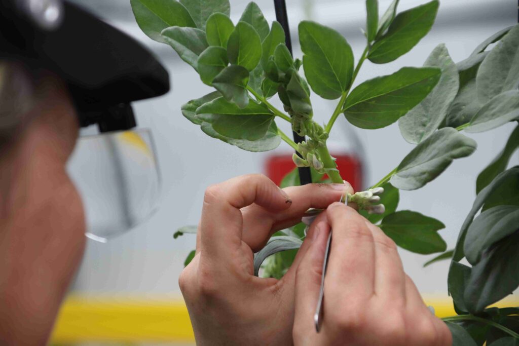 Breeder emasculating young faba bean flowers