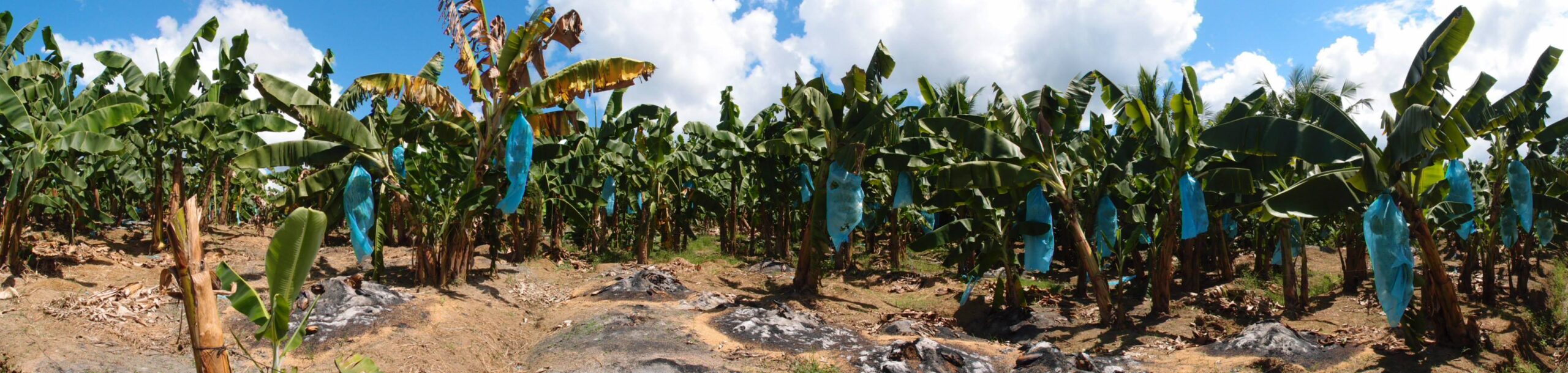 Banana field with banana plants destroyed because of Fusarium TR4 infection of the soil