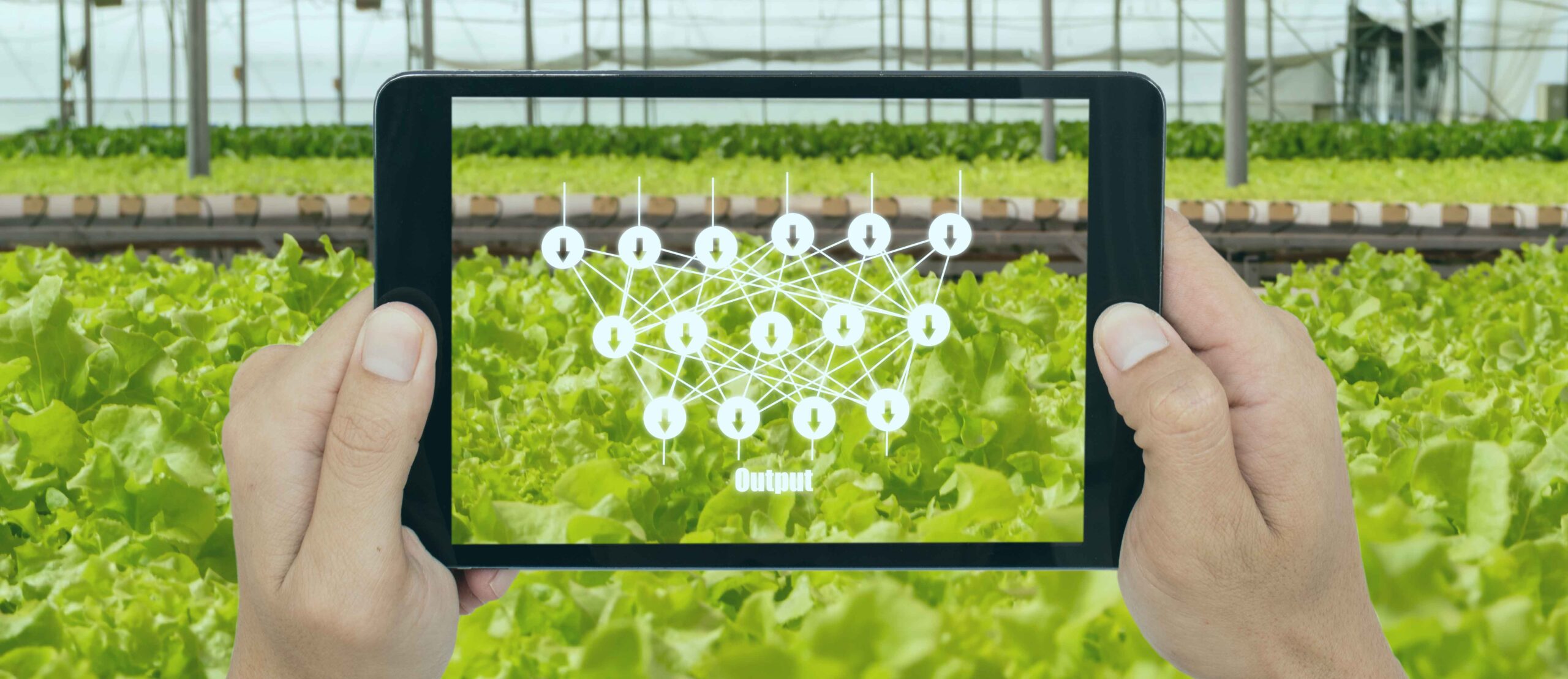 Hands holding a tablet creating a augmented reality image of machine learning on top of the view of a lettuce crop in a greenhouse