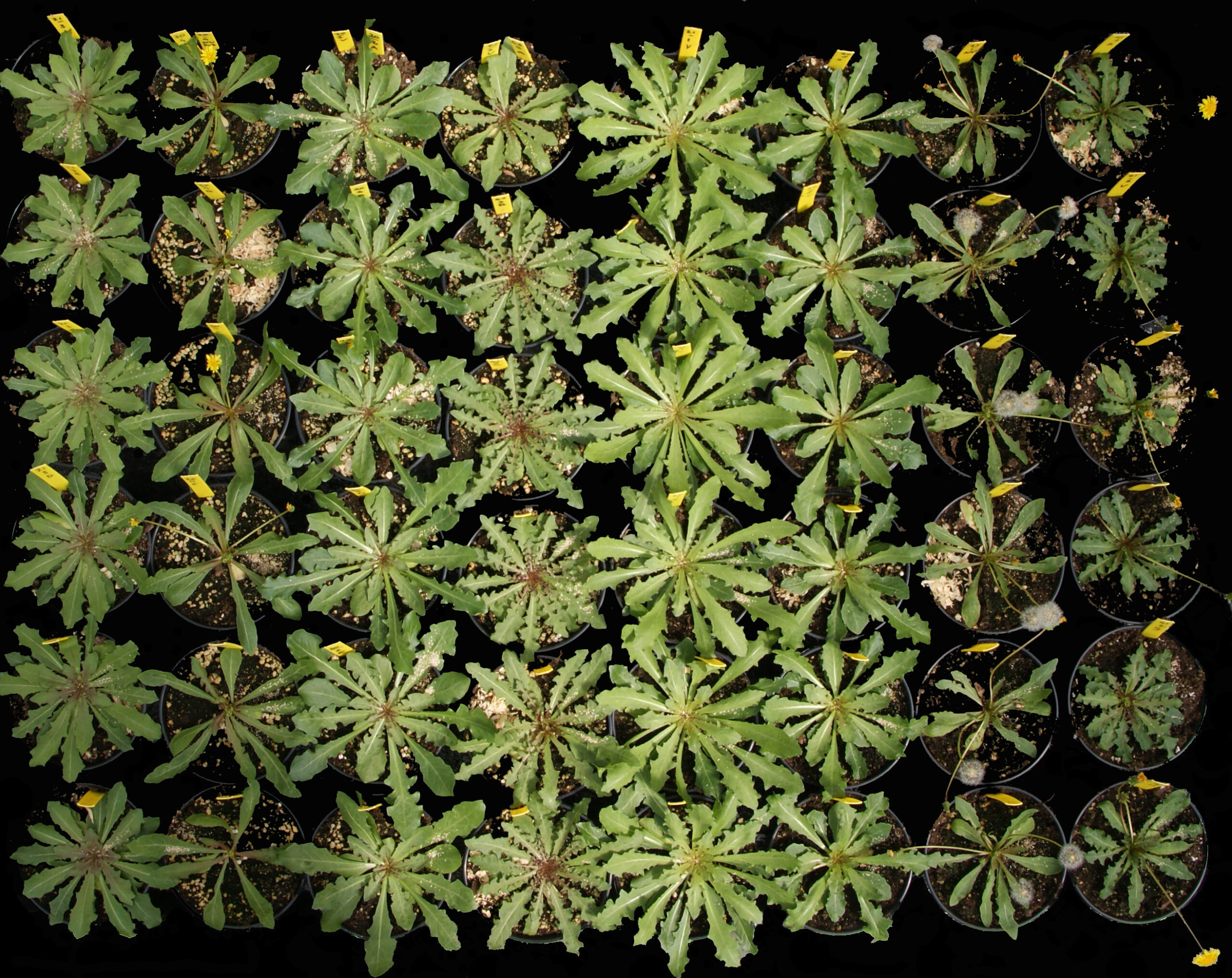 Progeny of 8 apomictic dandelion plants (left to right), showing the homogeneity of the progeny per plant