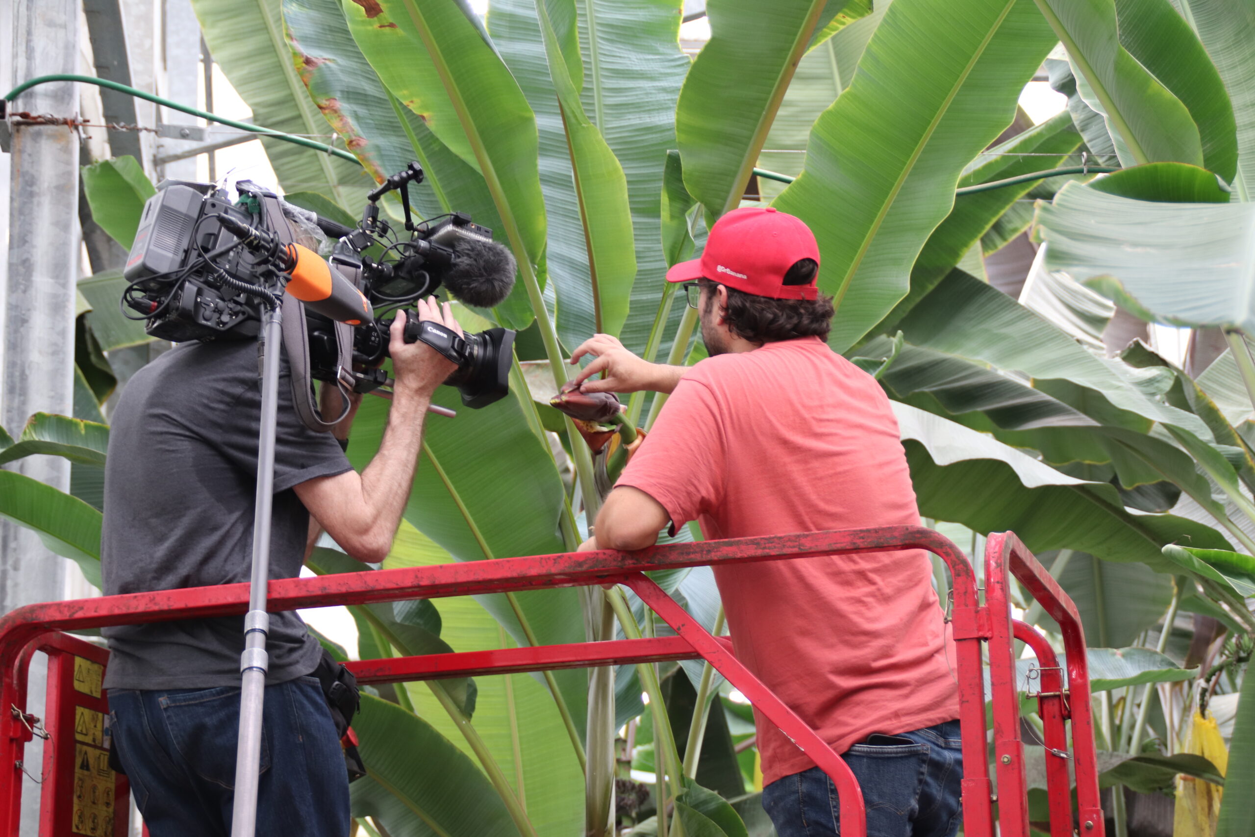 Fernando García Bastidas, showing how banana plants are pollinated to a TV crew during the presentation of Yelloway One