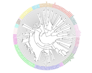 Circle shaped dendrogram of 153 banana accessions, based on 10 million SNPs. The accessions are grouped, so that close relatives are closely together, linking them by using a family tree structure